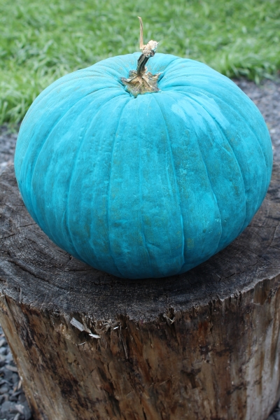 teal pumpkin